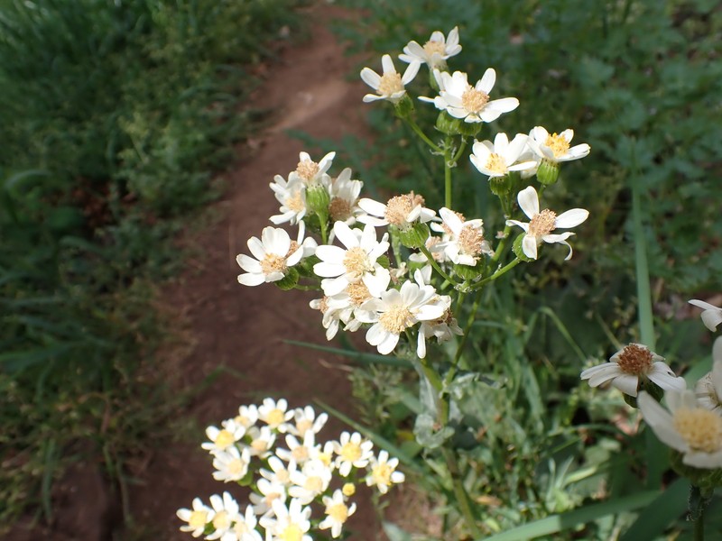 Senecio integerrimus var. ochroleucus photo 7