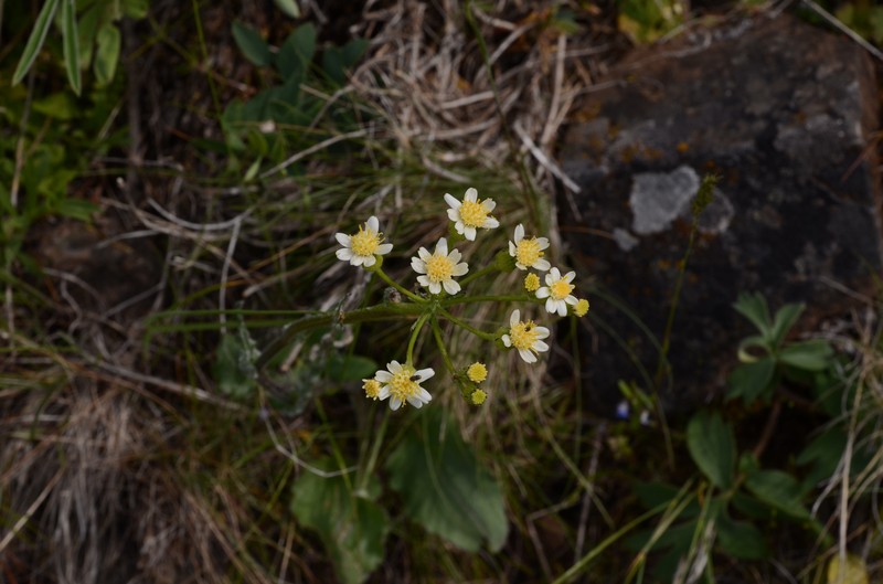 Senecio integerrimus var. ochroleucus photo 8