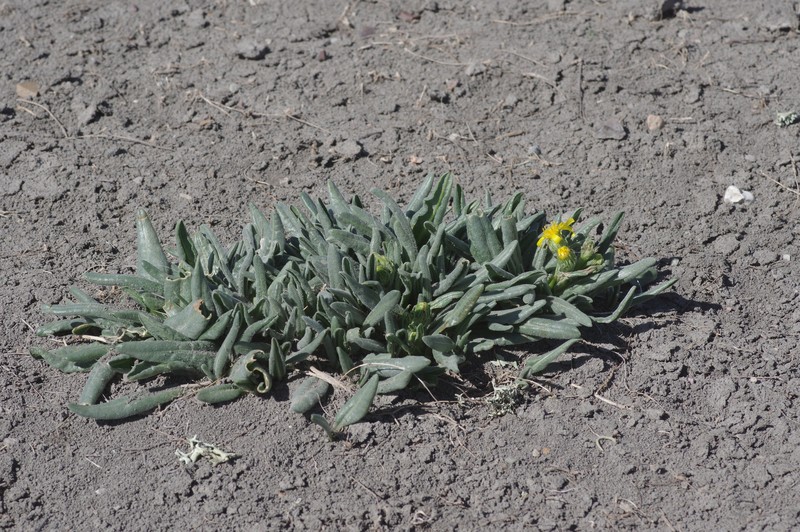 Senecio integerrimus var. scribneri
