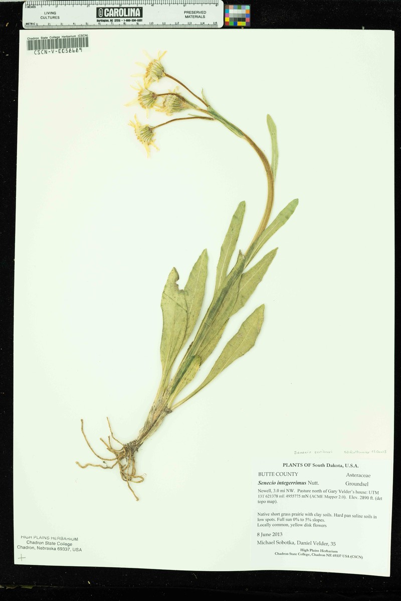 Senecio integerrimus var. scribneri photo 2