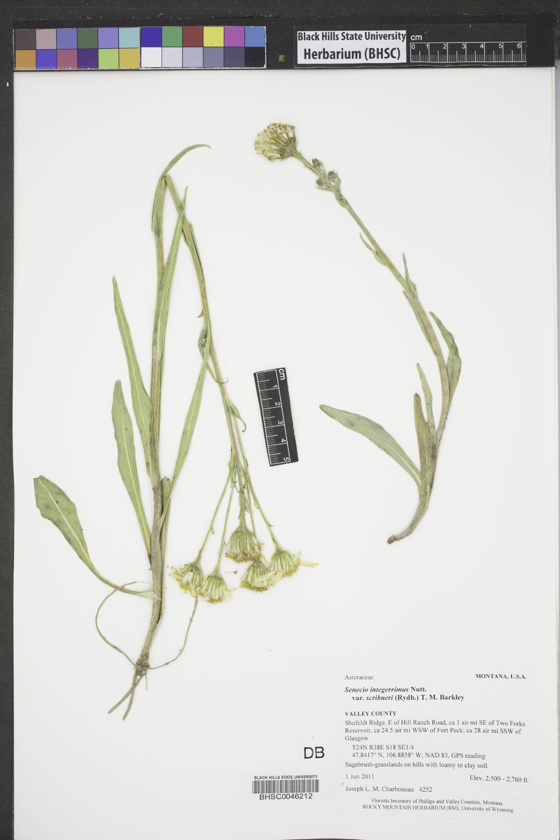 Senecio integerrimus var. scribneri photo 3