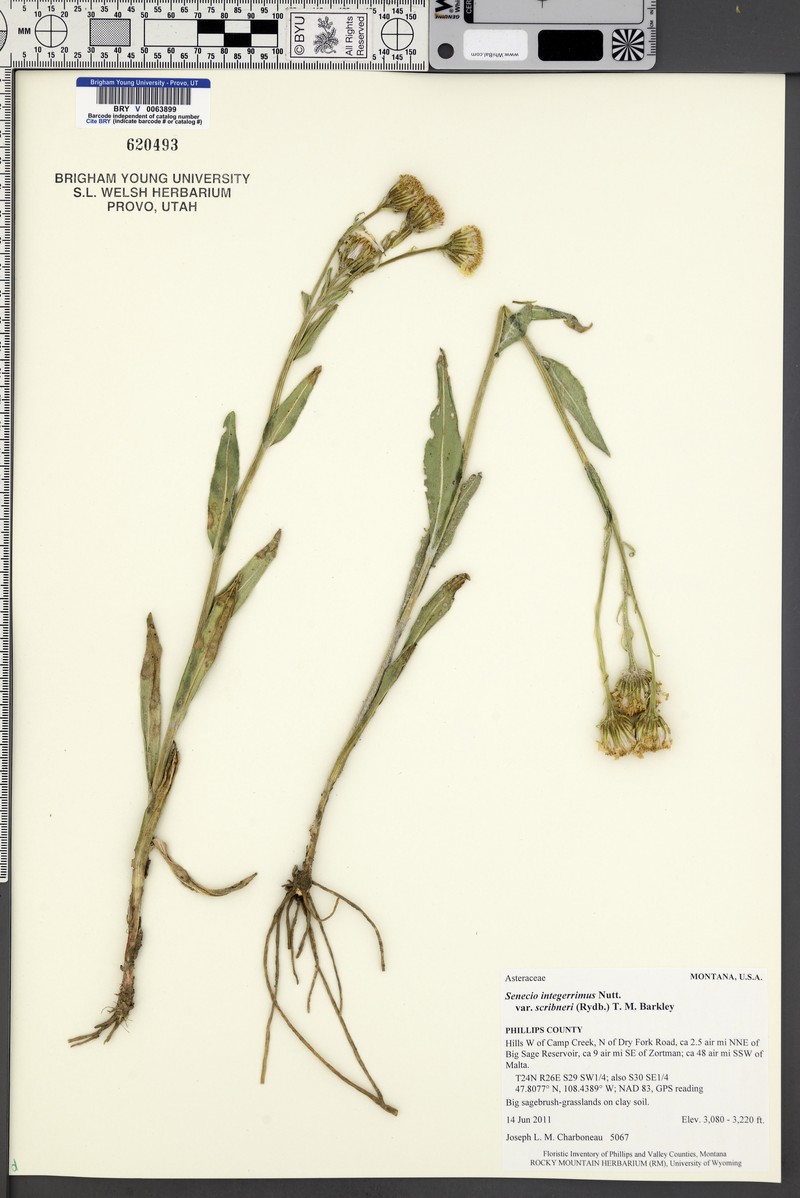 Senecio integerrimus var. scribneri photo 4