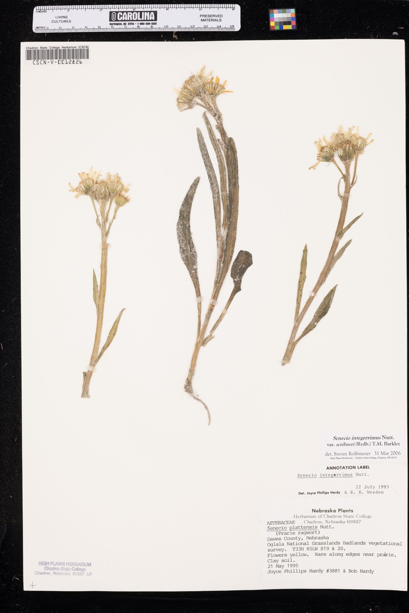 Senecio integerrimus var. scribneri photo 5
