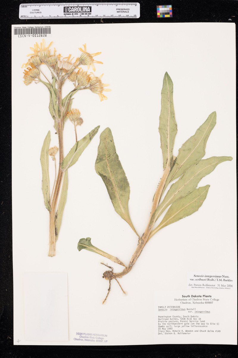 Senecio integerrimus var. scribneri photo 6