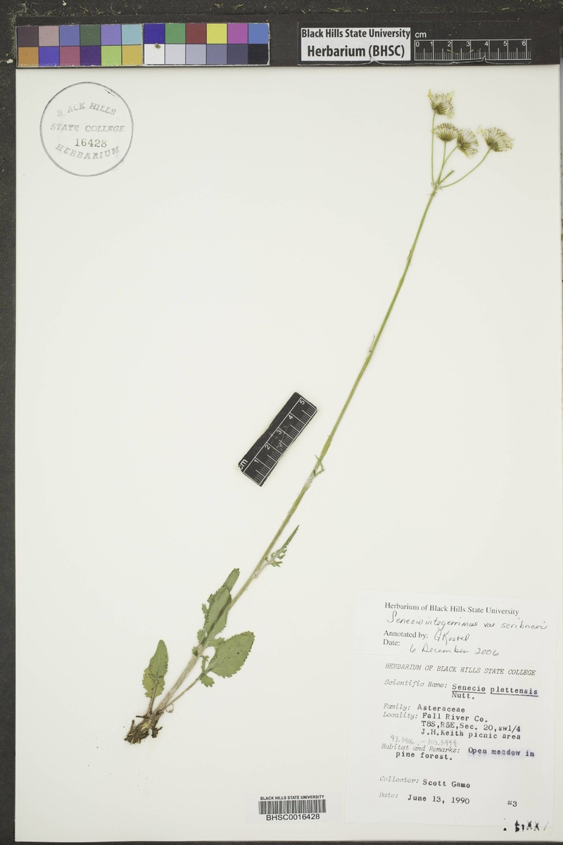 Senecio integerrimus var. scribneri photo 7