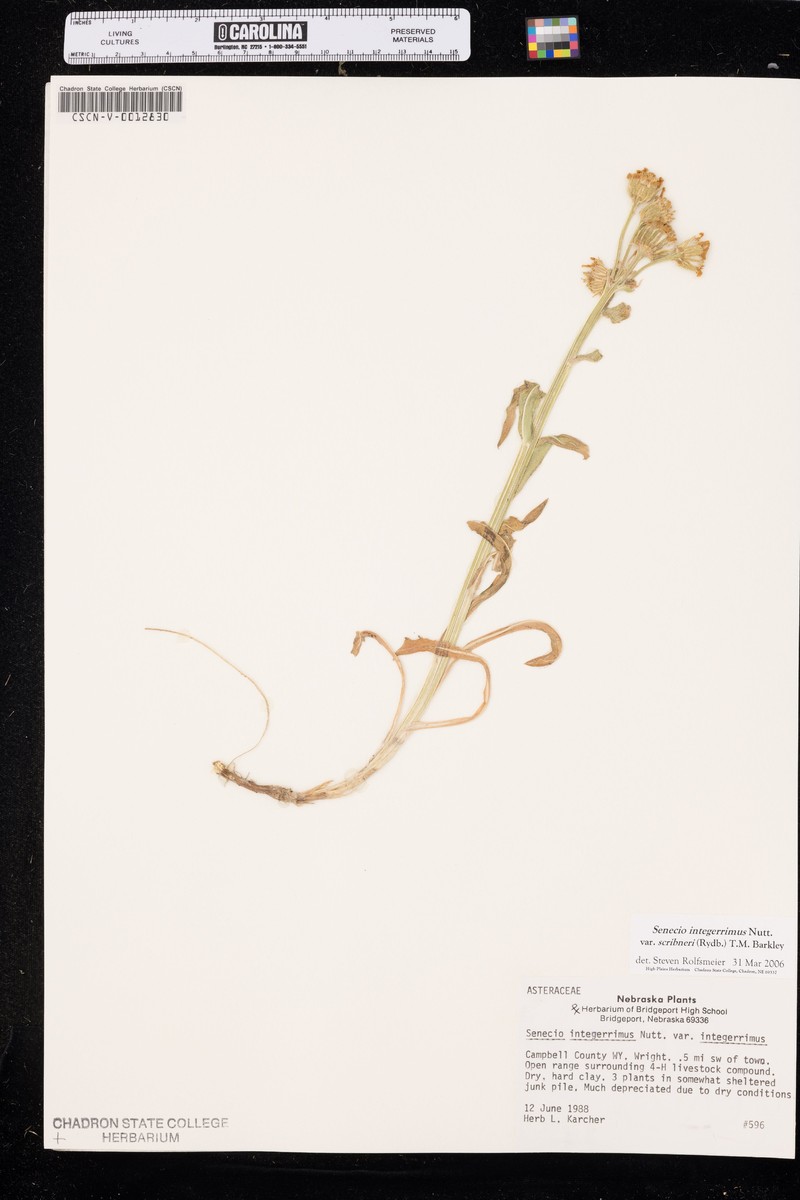Senecio integerrimus var. scribneri photo 8