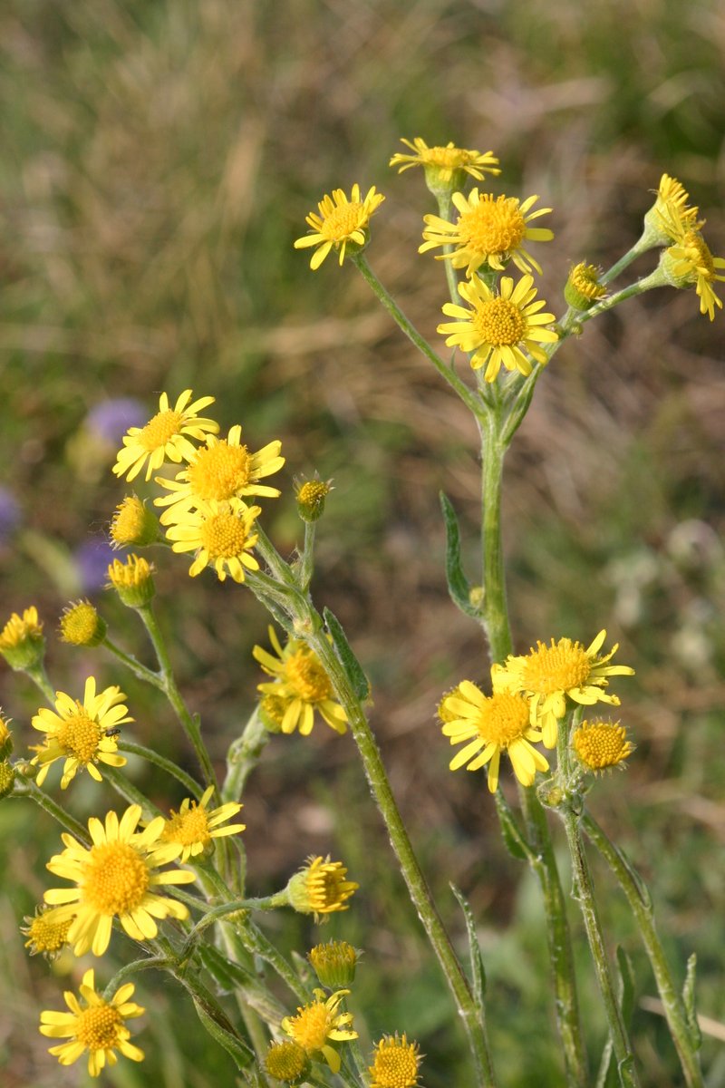 Senecio integrifolius