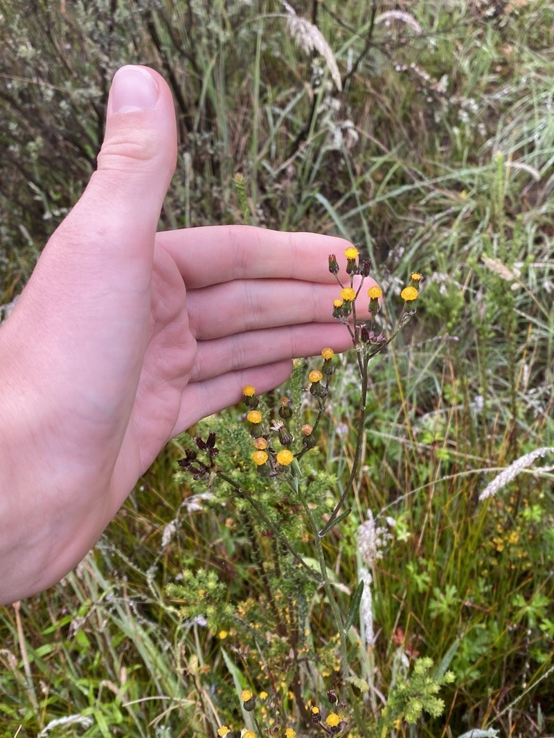 Senecio interpositus