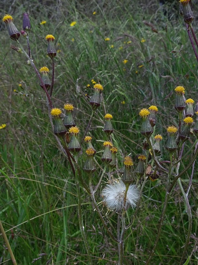 Senecio interpositus photo 2