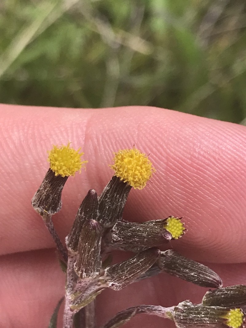 Senecio interpositus photo 3