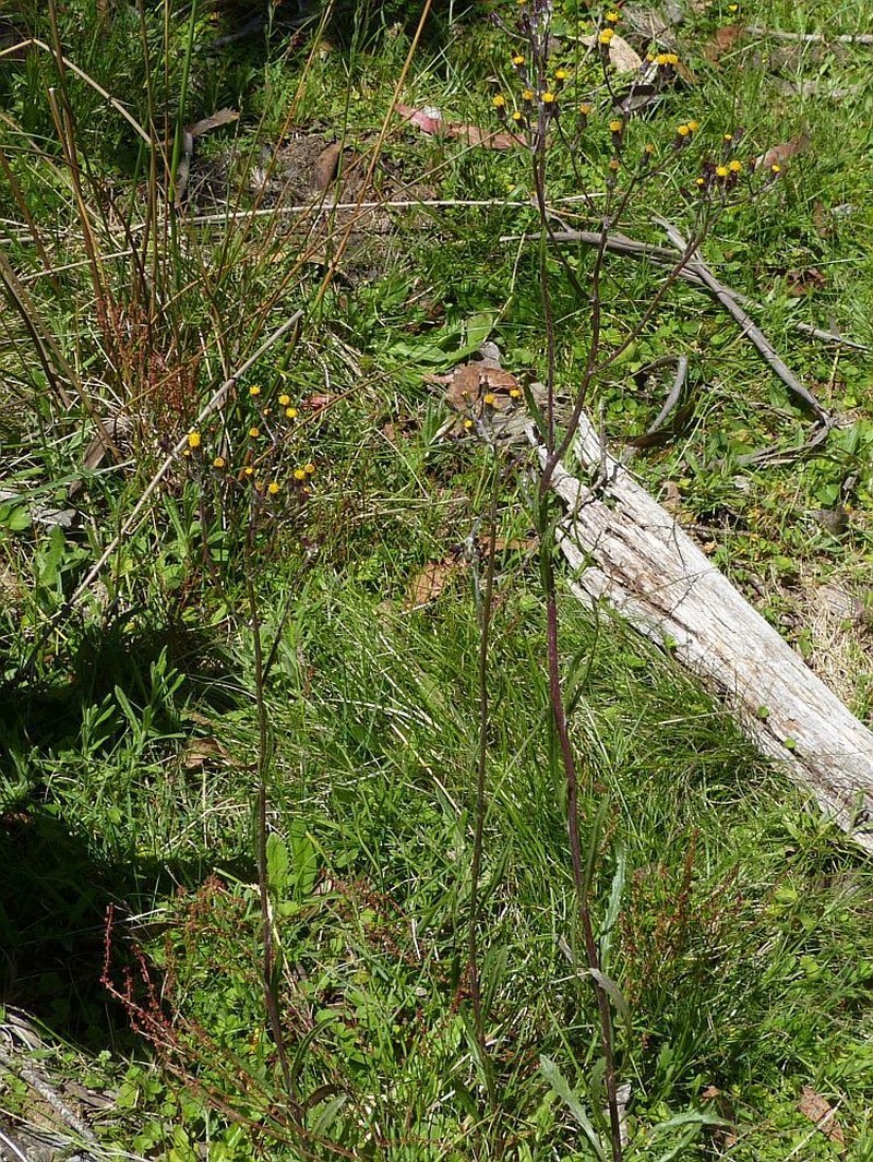 Senecio interpositus photo 5