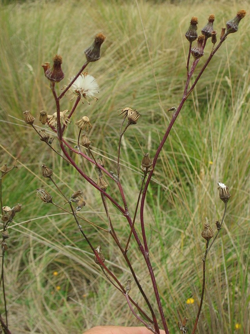 Senecio interpositus photo 6