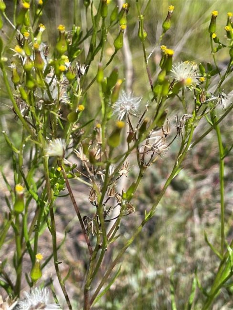 Senecio interpositus photo 8