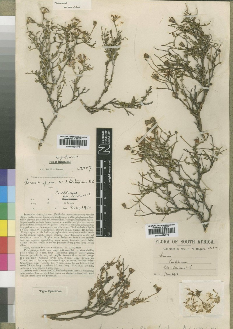 Senecio intricatus