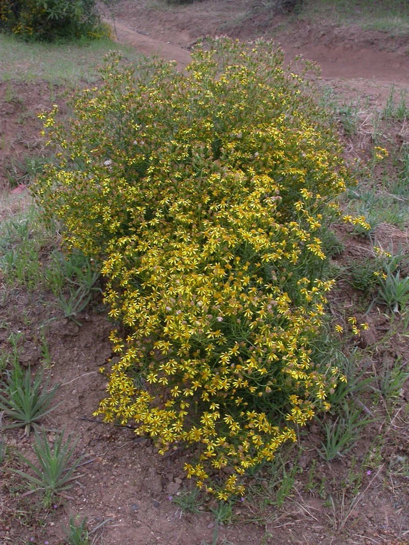 Senecio invalidus