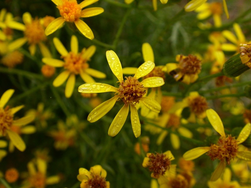 Senecio invalidus photo 2