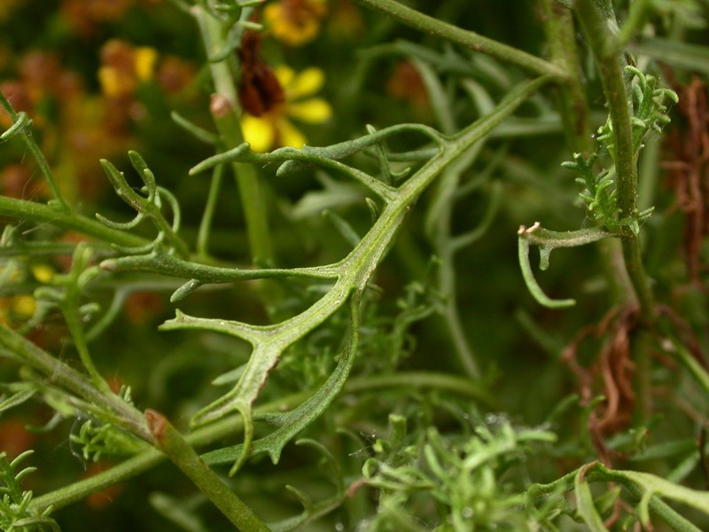 Senecio invalidus photo 3