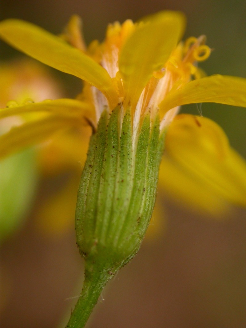 Senecio invalidus photo 4