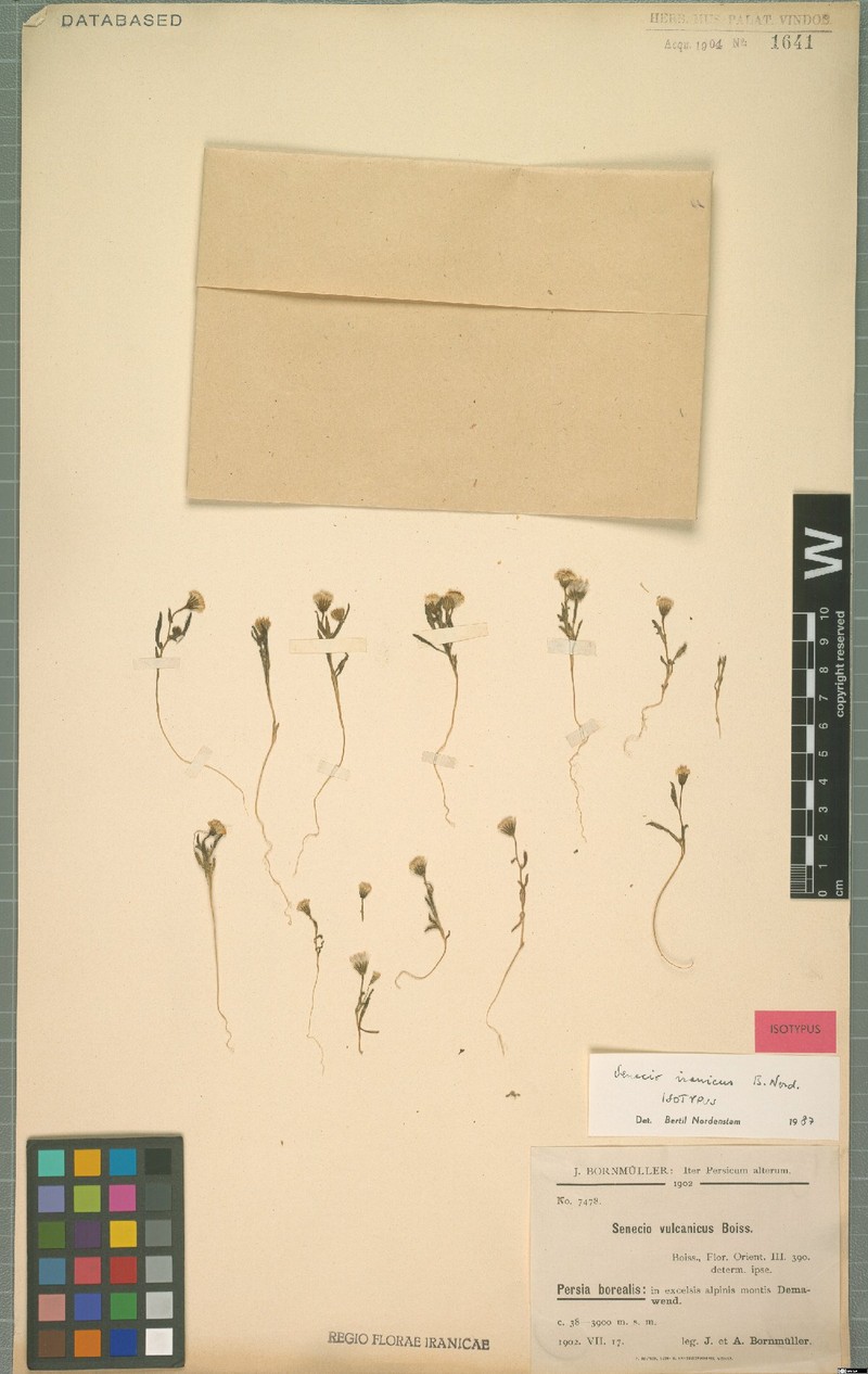 Senecio iranicus