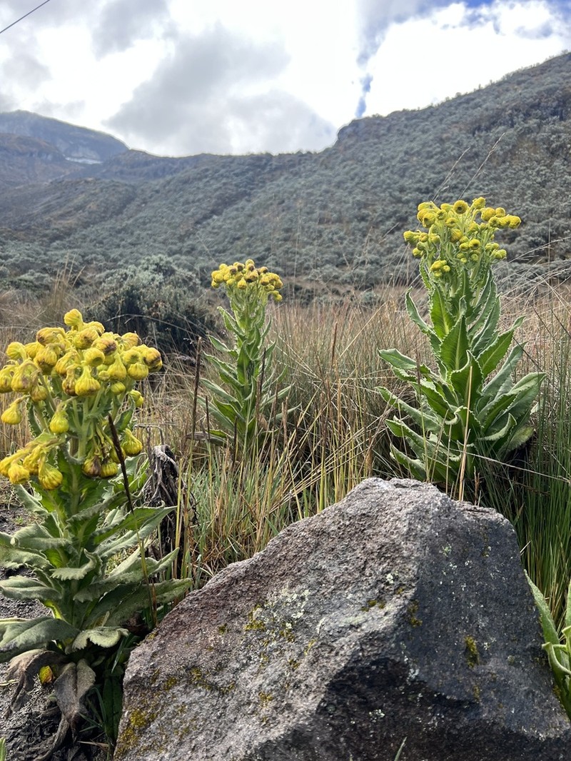 Senecio isabelis