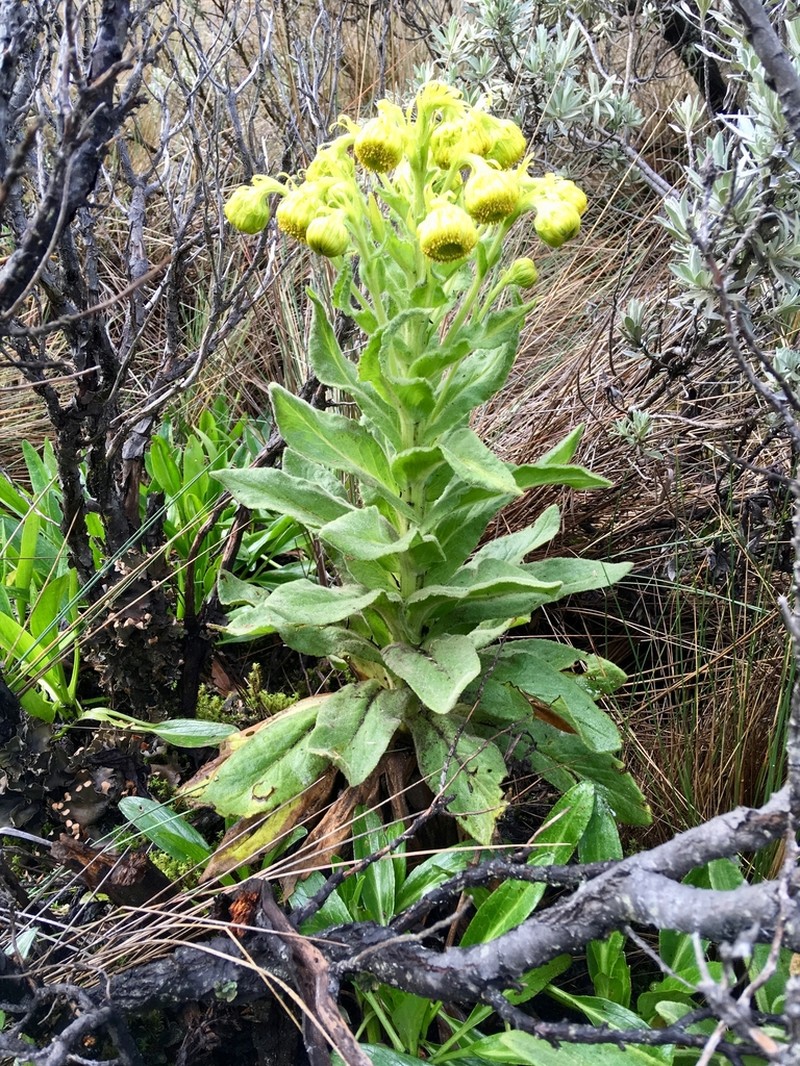 Senecio isabelis photo 2