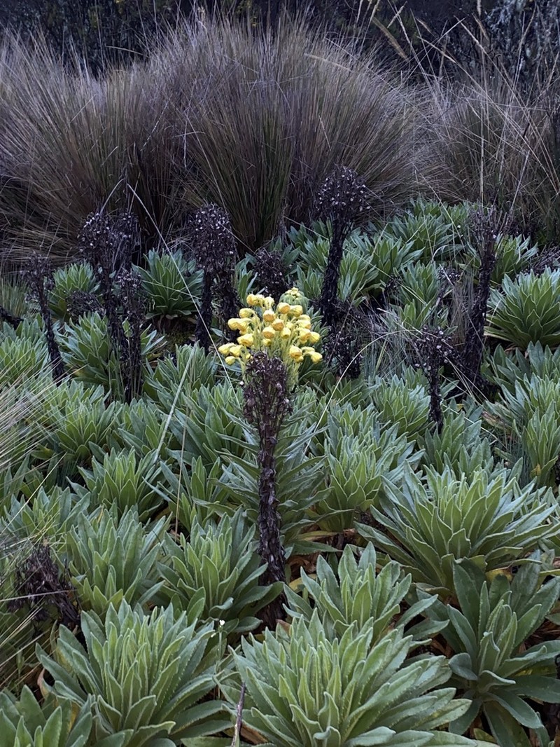Senecio isabelis photo 3