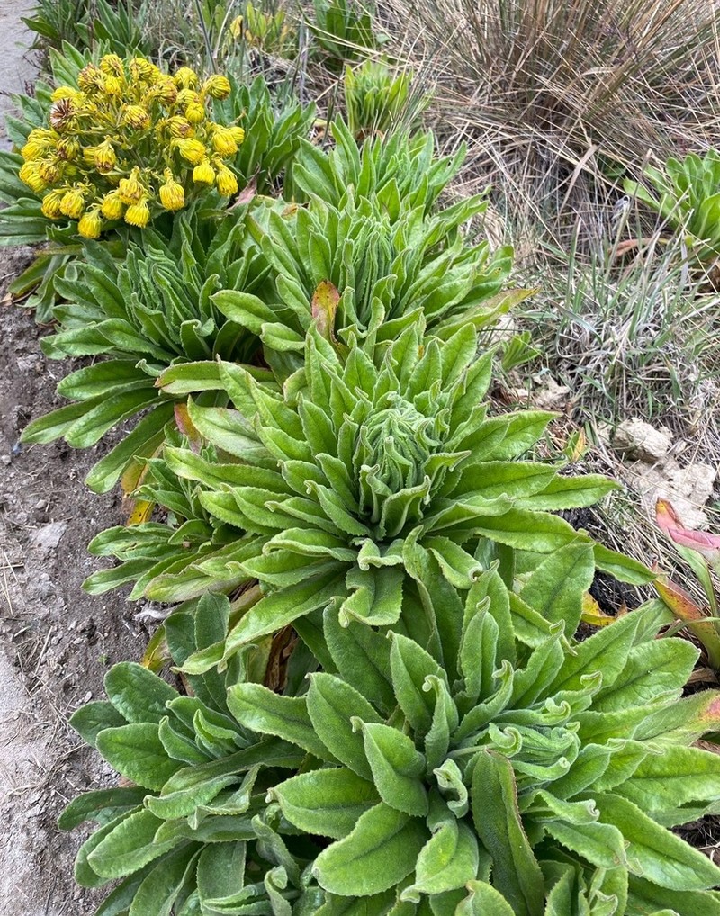 Senecio isabelis photo 4