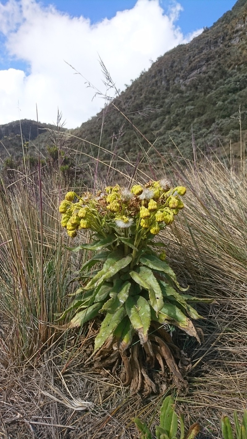 Senecio isabelis photo 5