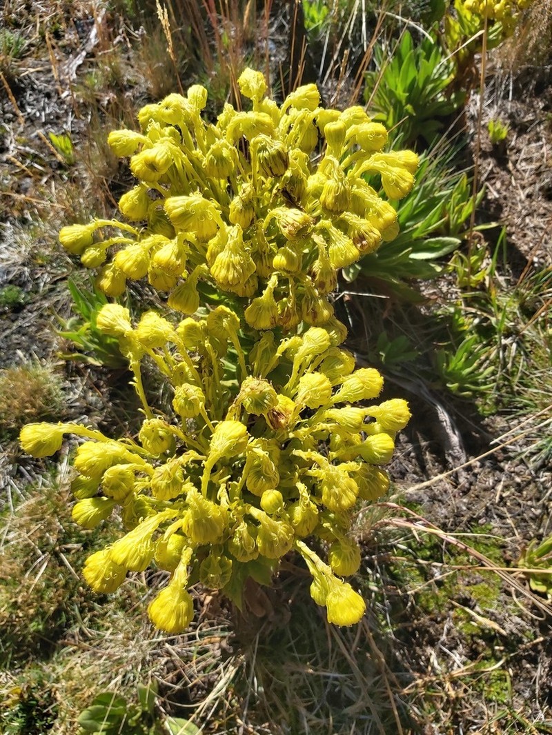 Senecio isabelis photo 6
