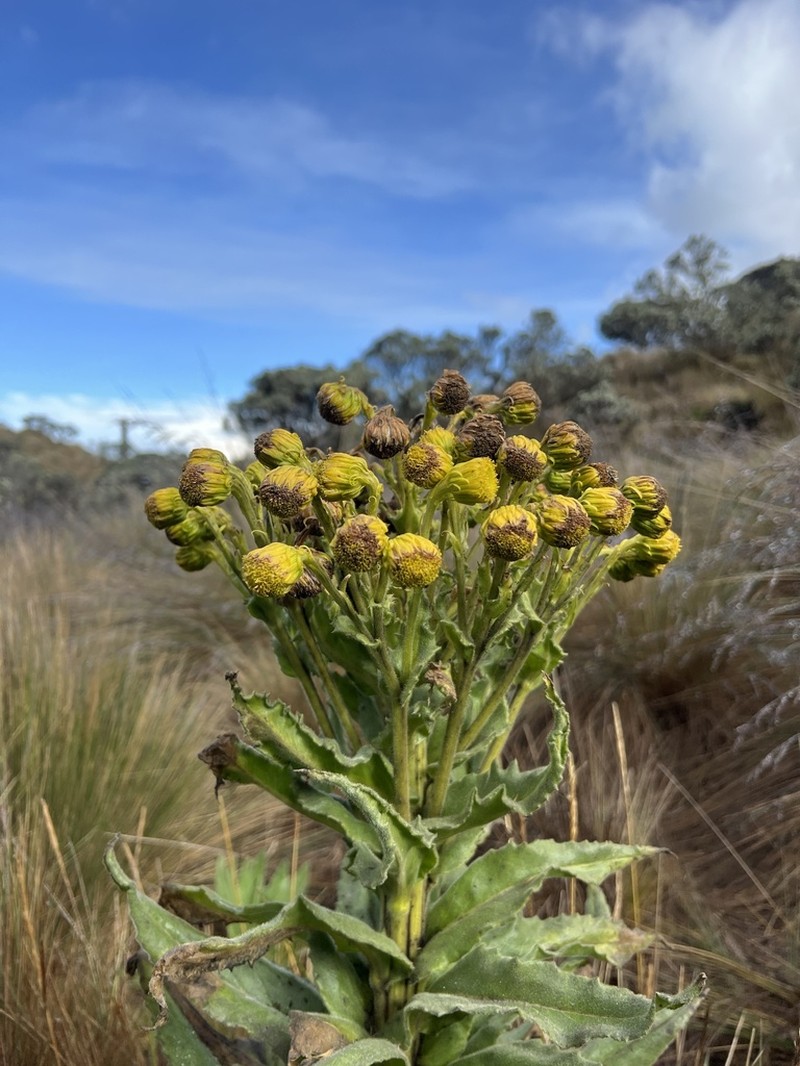 Senecio isabelis photo 7