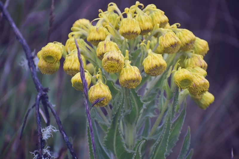 Senecio isabelis photo 8