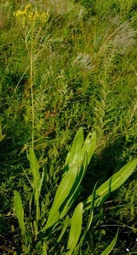 Senecio isatideus