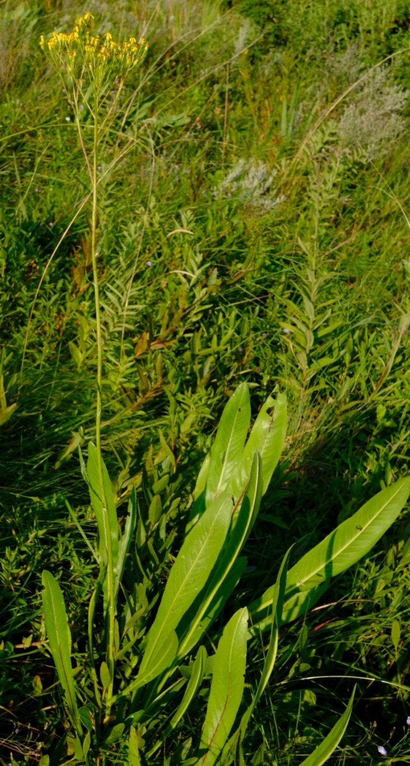 Senecio isatideus