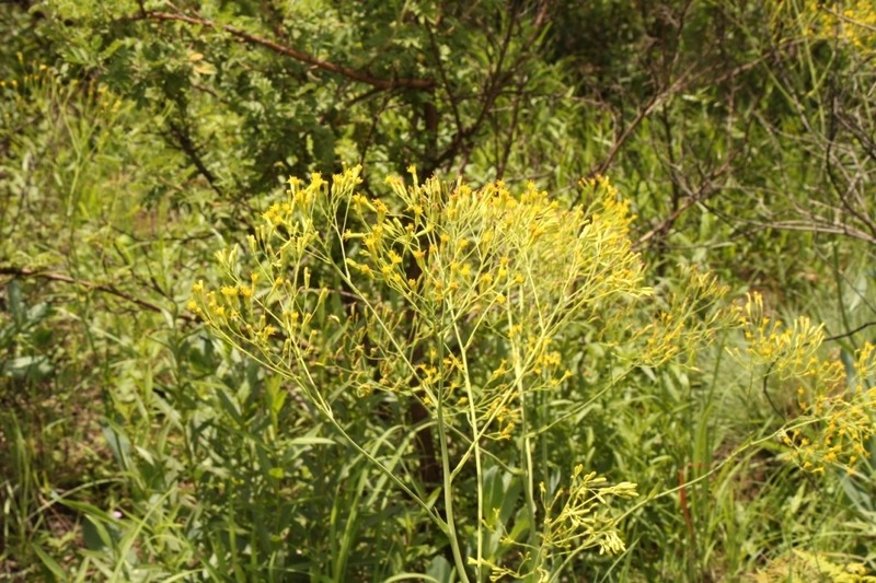 Senecio isatideus photo 2