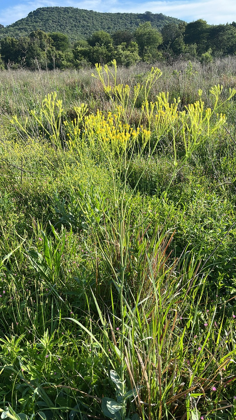 Senecio isatideus photo 3