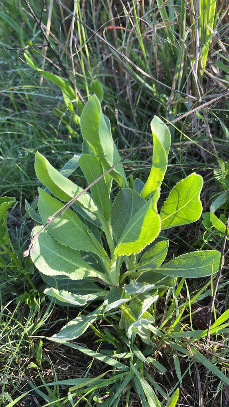 Senecio isatideus photo 4