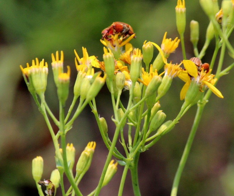 Senecio isatideus photo 5