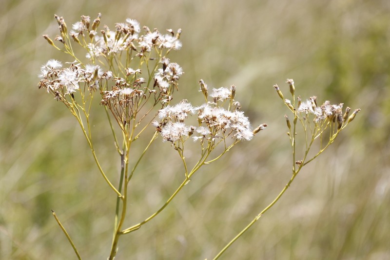 Senecio isatideus photo 6
