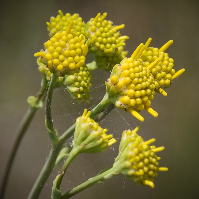 Senecio isatideus photo 8
