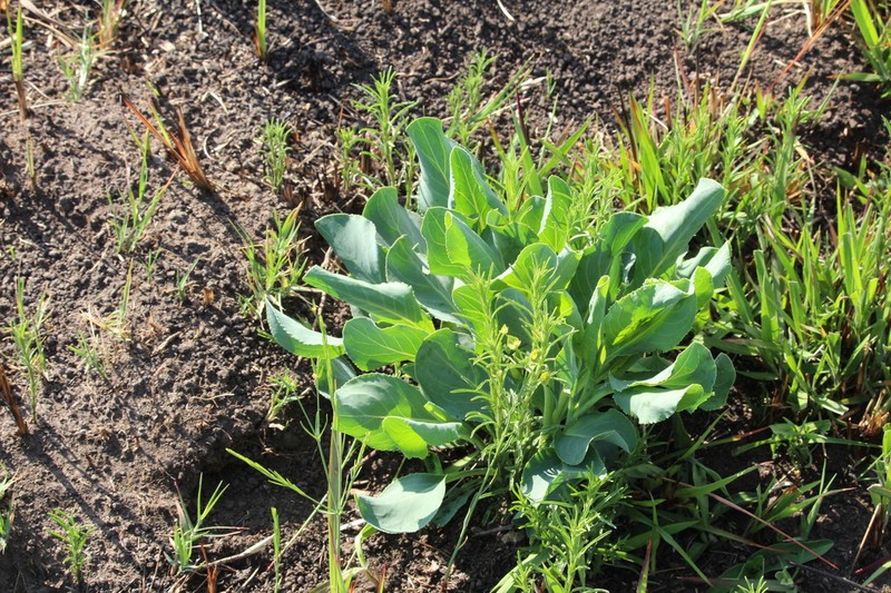 Senecio isatidioides