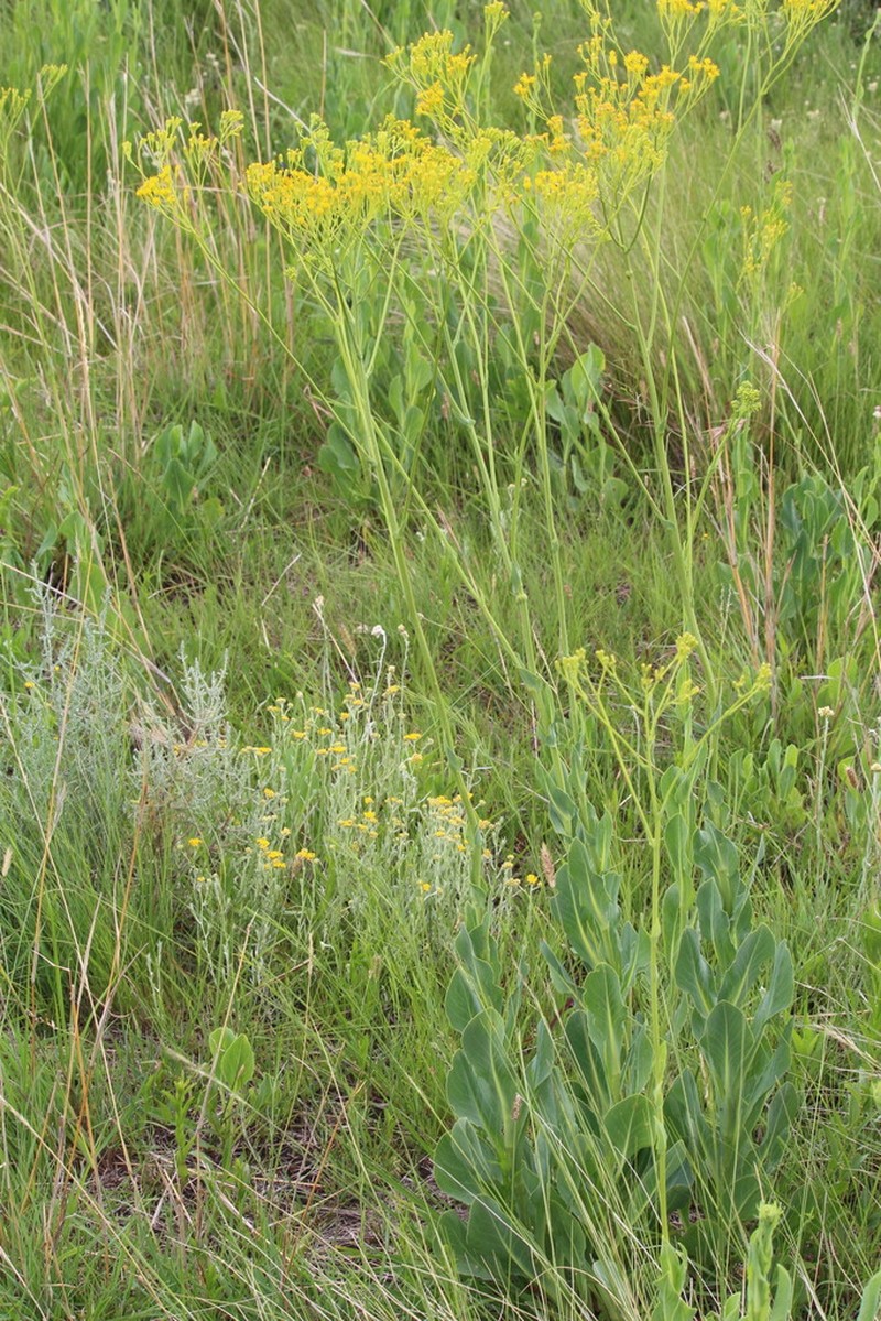 Senecio isatidioides photo 2