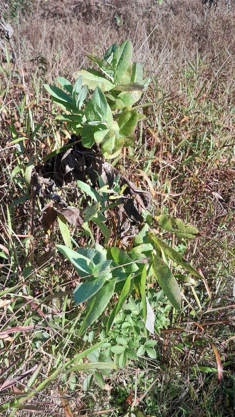 Senecio isatidioides photo 3