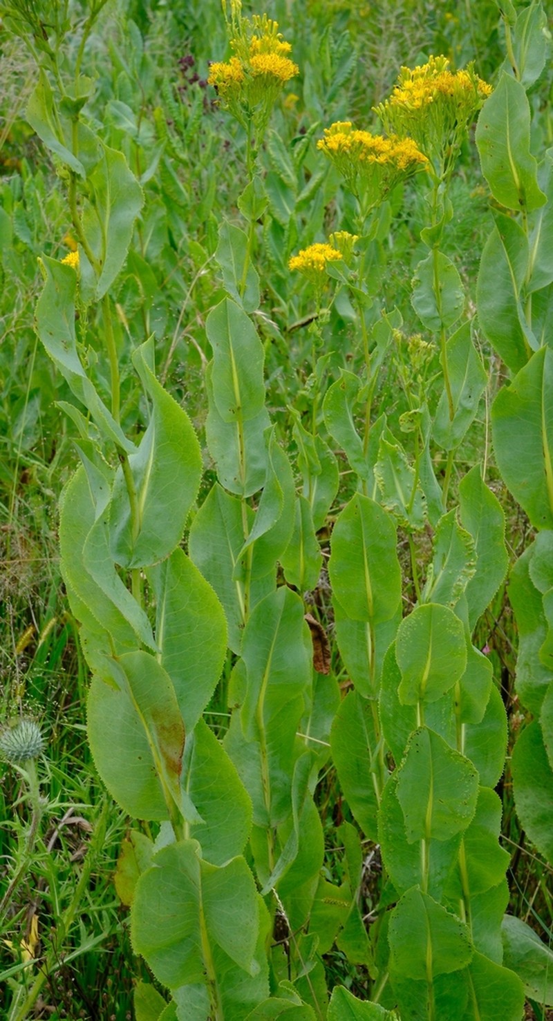 Senecio isatidioides photo 4