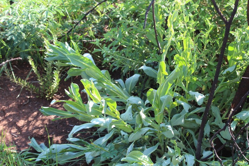 Senecio isatidioides photo 5