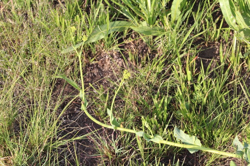 Senecio isatidioides photo 6