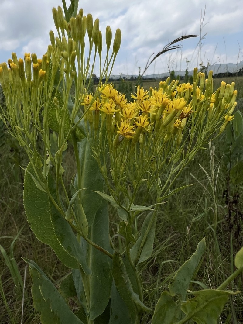 Senecio isatidioides photo 7