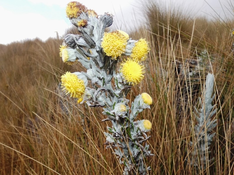 Senecio ishcaivilcanus