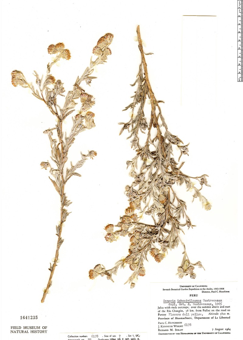 Senecio ishcaivilcanus photo 2