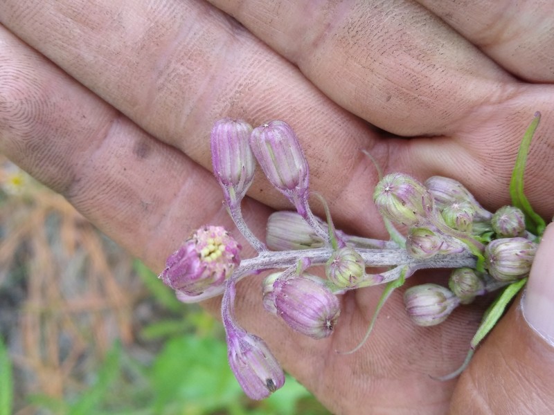 Senecio jacalensis photo 2