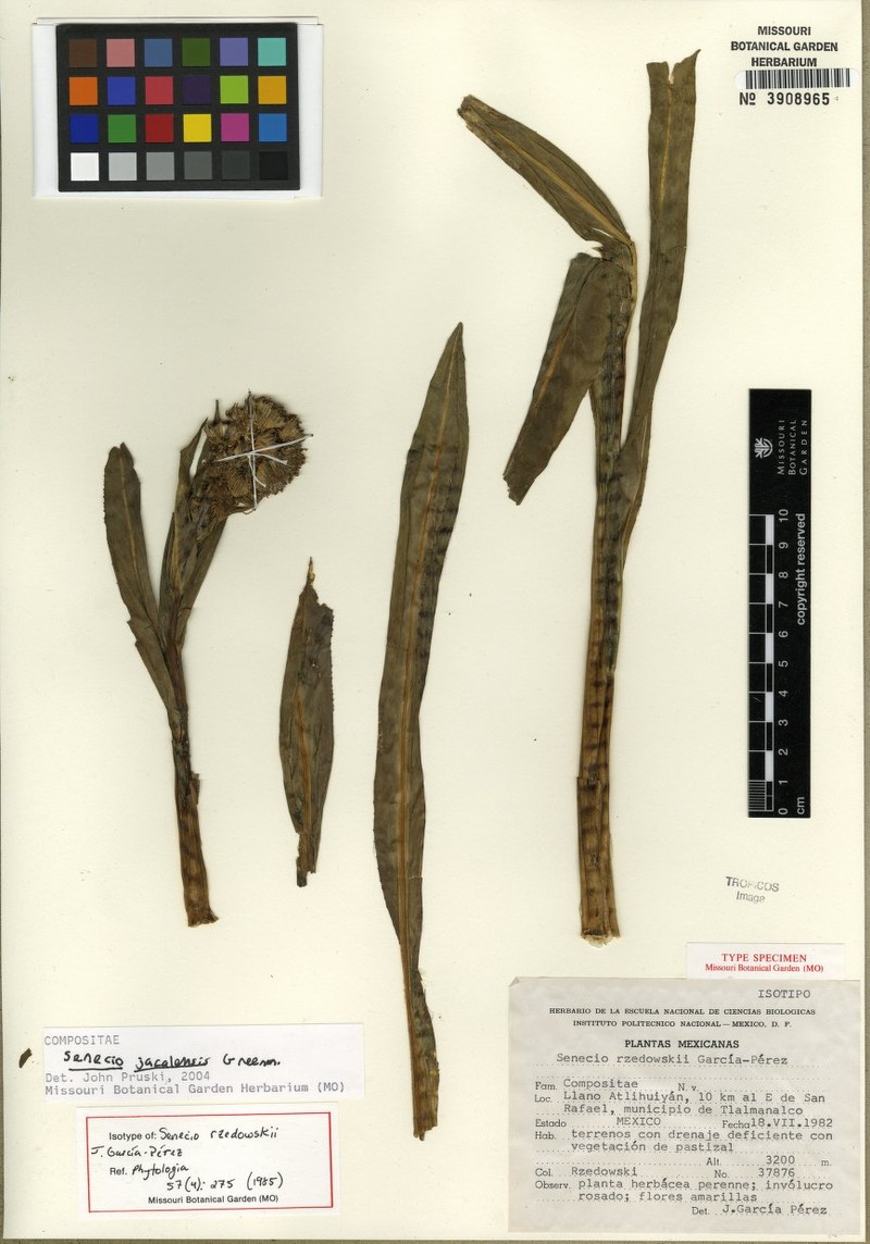 Senecio jacalensis photo 3
